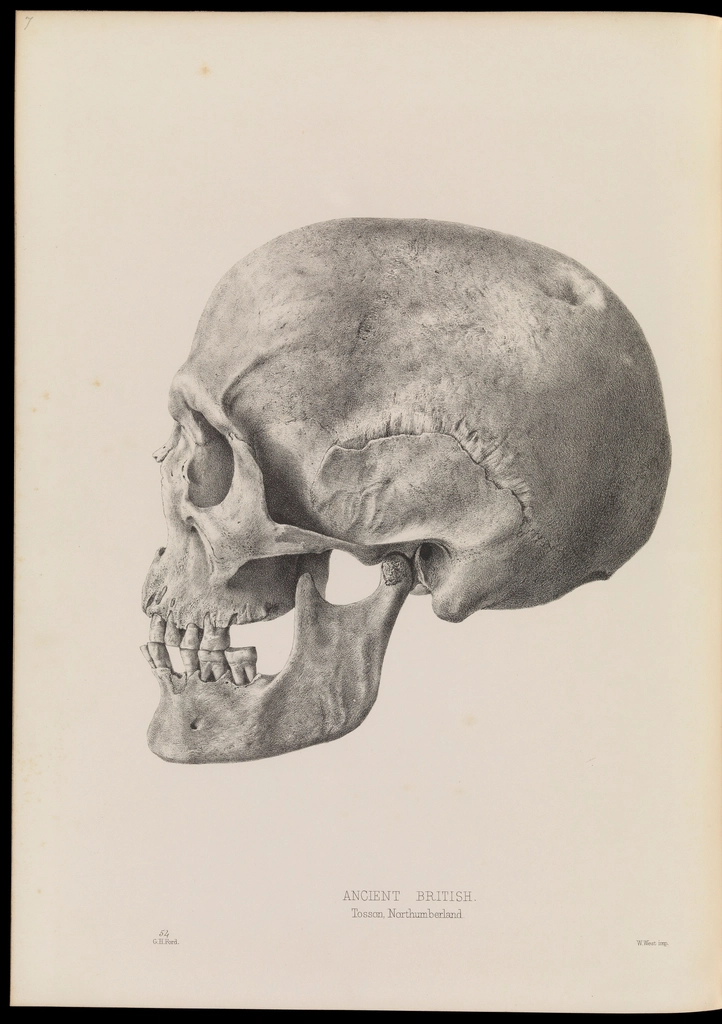 Desenho anatômico de crânio humano em perfil, com a articulação temporomandibular próxima ao ouvido