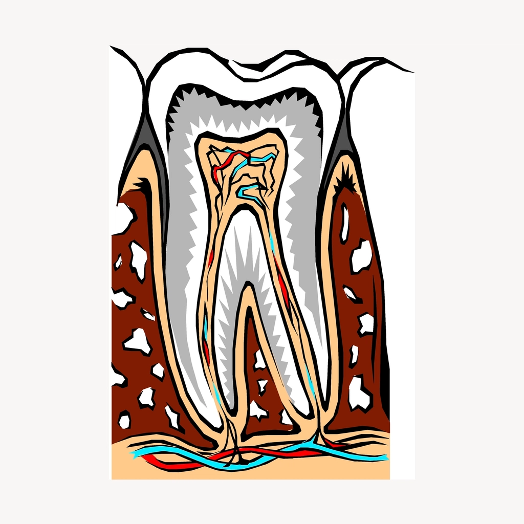 Ilustração de um dente em corte mostrando esmalte, dentina e a polpa com vasos e nervos